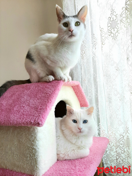 Ankara Kedisi, Kedi  PAMUK fotoğrafı