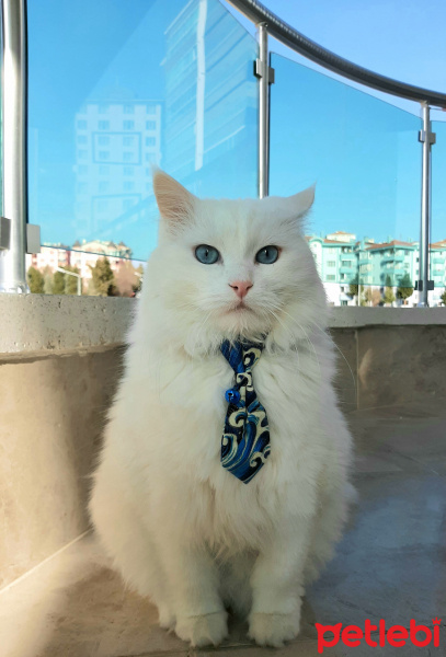 Ankara Kedisi, Kedi  PAMUK fotoğrafı