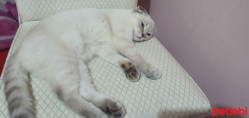 Scottish Fold, Kedi  MİA fotoğrafı