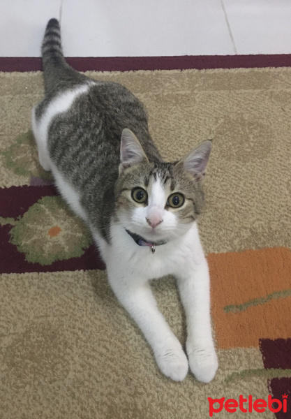 Tekir Kedi, Kedi  Nazlı fotoğrafı