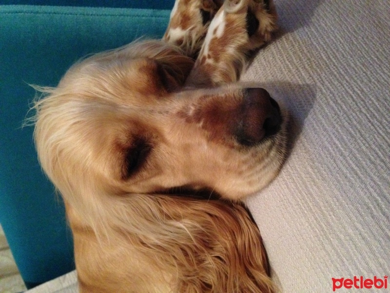 Amerikan Cocker Spaniel, Köpek  Şeker fotoğrafı