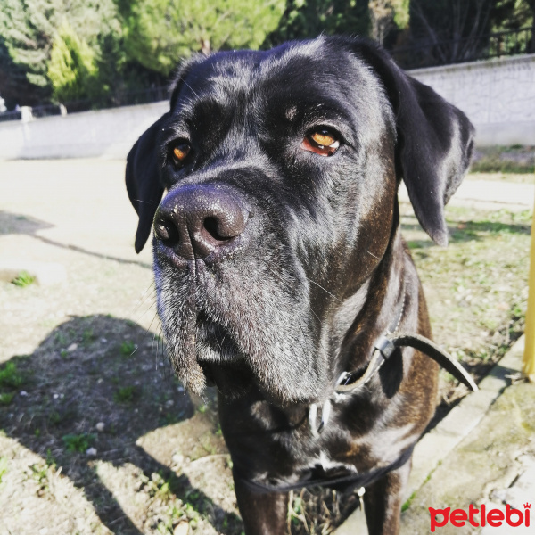 Cane Corso Italiano, Köpek  Bella fotoğrafı