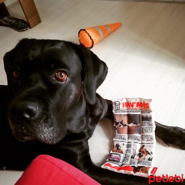 Cane Corso Italiano, Köpek  Bella fotoğrafı