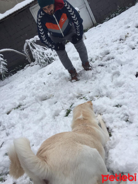 Belçika Malinois, Köpek  Simba fotoğrafı