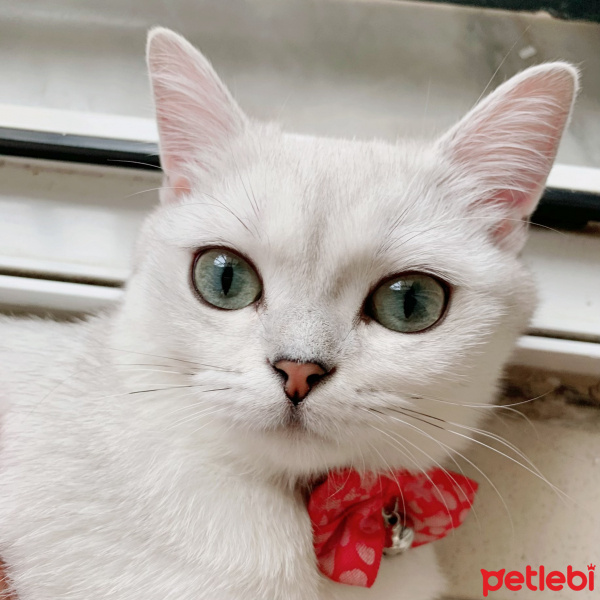 British Shorthair, Kedi  nazlı fotoğrafı