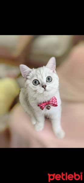 British Shorthair, Kedi  nazlı fotoğrafı