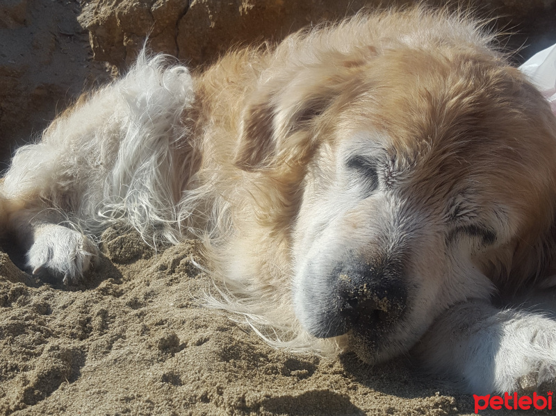 Golden Retriever, Köpek  kafi fotoğrafı