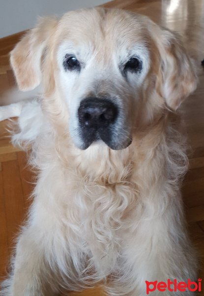 Golden Retriever, Köpek  kafi fotoğrafı