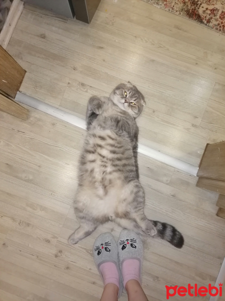 Scottish Fold, Kedi  Paşa fotoğrafı