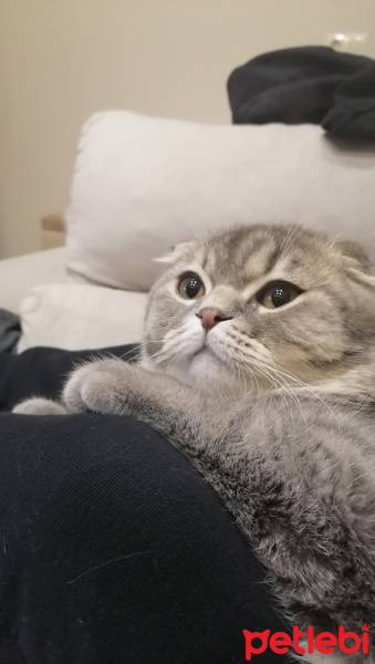 Scottish Fold, Kedi  Paşa fotoğrafı