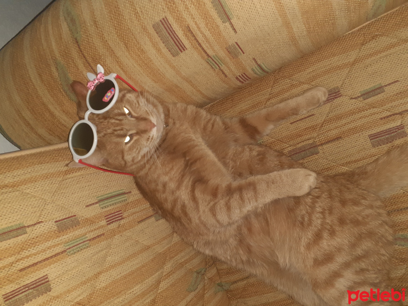 Tekir Kedi, Kedi  Güneş fotoğrafı