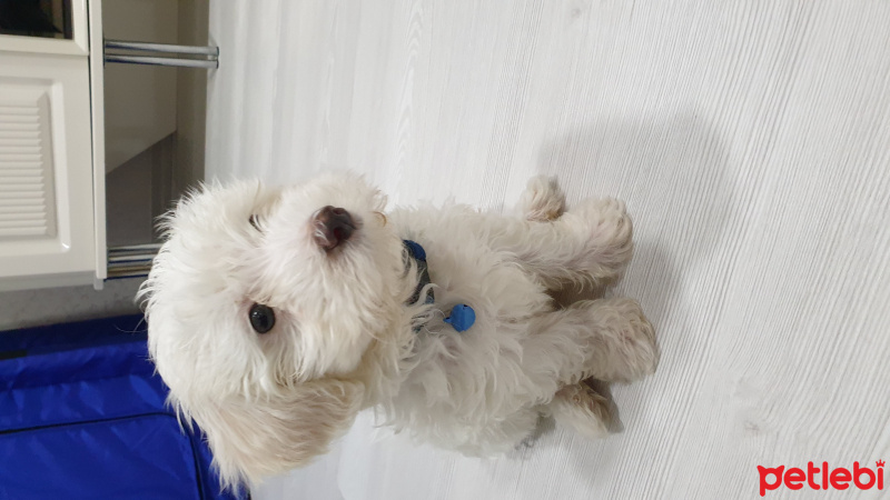 Maltese, Köpek  Picard fotoğrafı