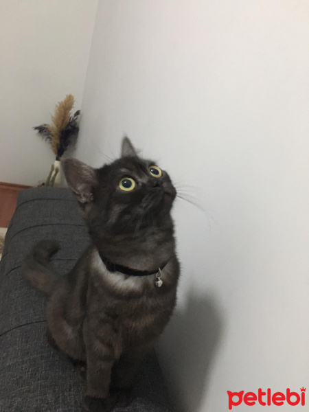 British Shorthair, Kedi  Gırgır fotoğrafı