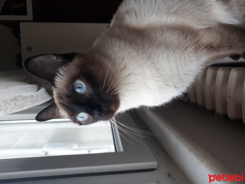 Siyam Kedisi, Kedi  Alice fotoğrafı