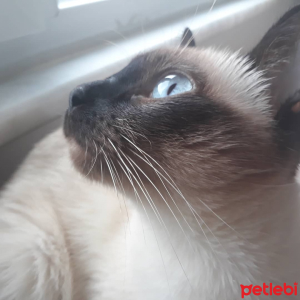 Siyam Kedisi, Kedi  Alice fotoğrafı