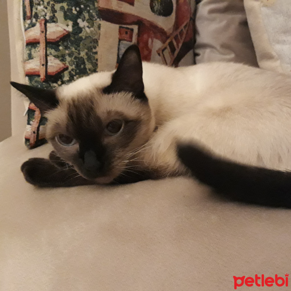 Siyam Kedisi, Kedi  Alice fotoğrafı