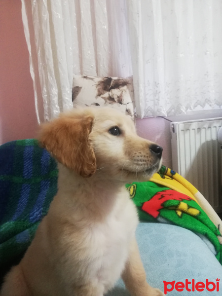 Golden Retriever, Köpek  Lina fotoğrafı