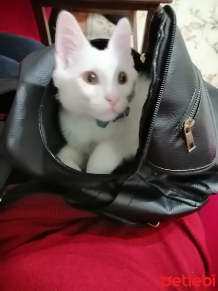 Chinchilla, Kedi  Pambık fotoğrafı