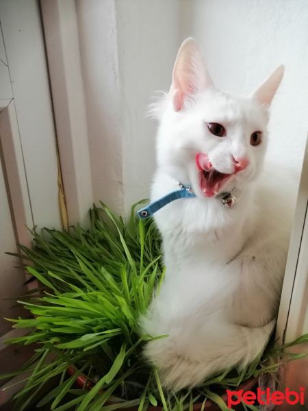 Chinchilla, Kedi  Pambık fotoğrafı