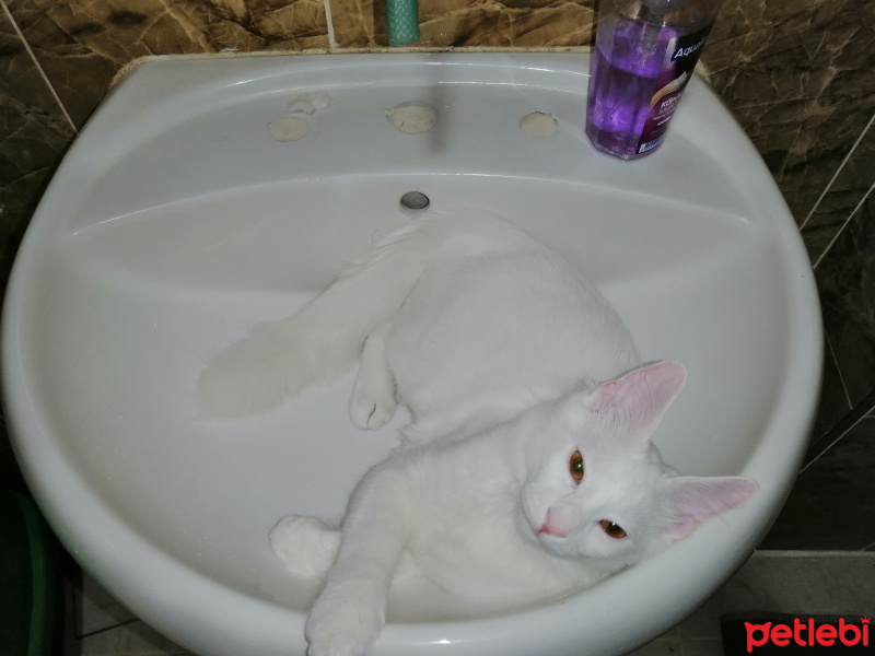 Chinchilla, Kedi  Pambık fotoğrafı