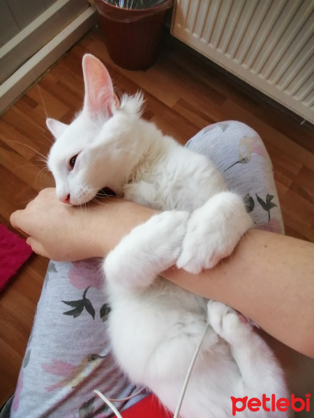 Chinchilla, Kedi  Pambık fotoğrafı