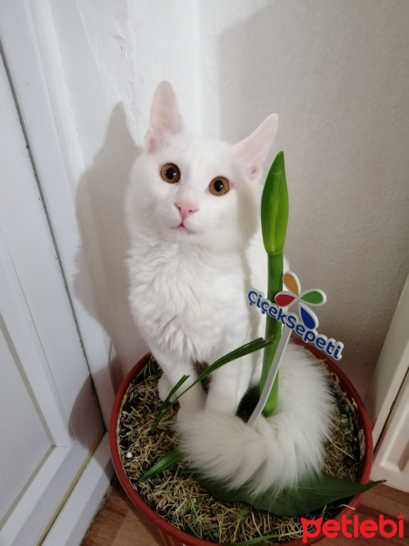 Chinchilla, Kedi  Pambık fotoğrafı