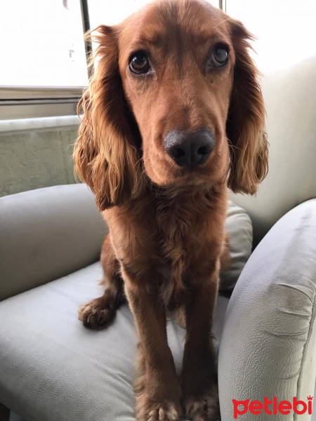 İngiliz Cocker Spaniel, Köpek  Nugget fotoğrafı