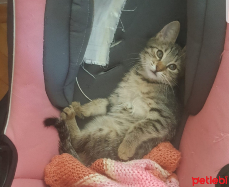 Tekir Kedi, Kedi  Afacan fotoğrafı