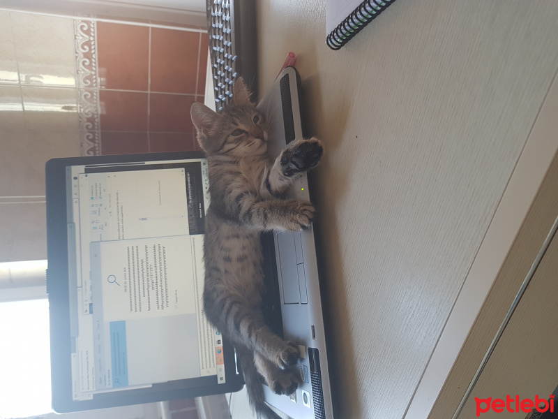 Tekir Kedi, Kedi  Afacan fotoğrafı