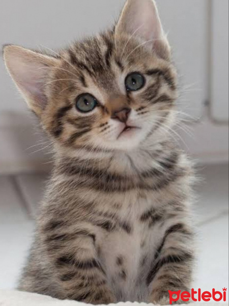 Tekir Kedi, Kedi  Afacan fotoğrafı