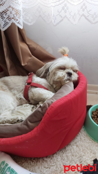 Shih Tzu, Köpek  çirkin fotoğrafı