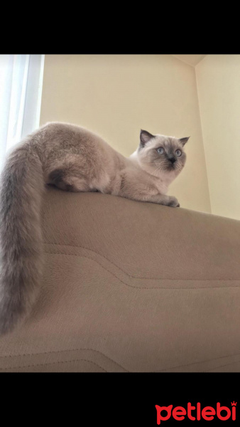 Scottish Fold, Kedi  MİA fotoğrafı