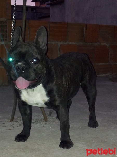 Fransız Bulldog, Köpek  cooper fotoğrafı