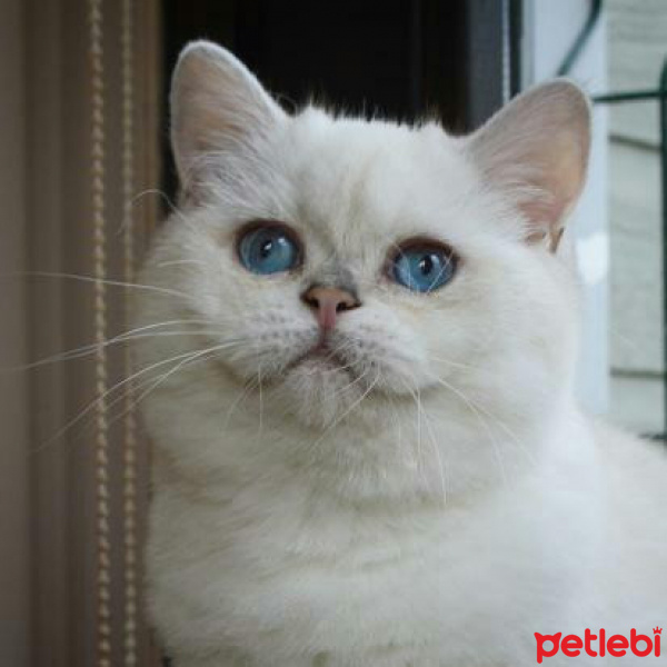 British Shorthair, Kedi  PABLO fotoğrafı