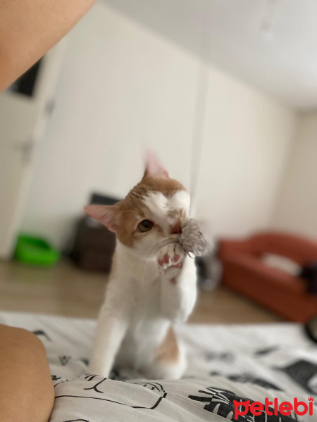 Tekir Kedi, Kedi  Odin fotoğrafı