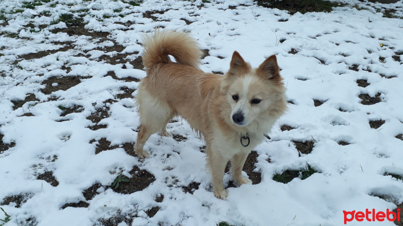 Pomeranyalı, Köpek  Gofret fotoğrafı