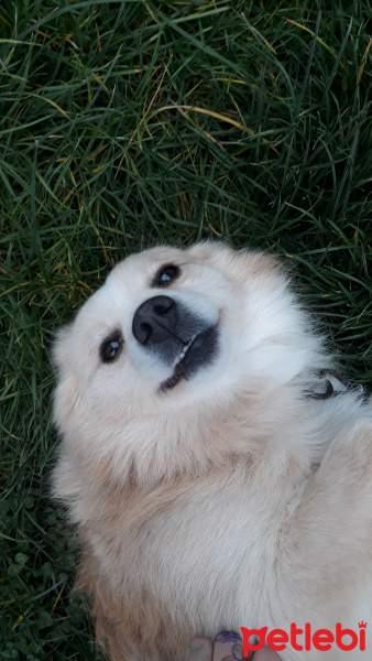 Pomeranyalı, Köpek  Gofret fotoğrafı