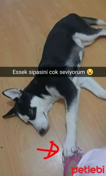 Sibirya Kurdu (Husky), Köpek  şimal fotoğrafı