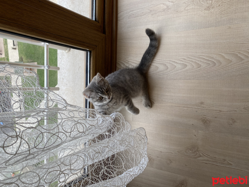British Shorthair, Kedi  Duman fotoğrafı