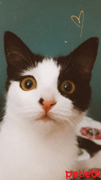 Tekir Kedi, Kedi  Yıldız fotoğrafı