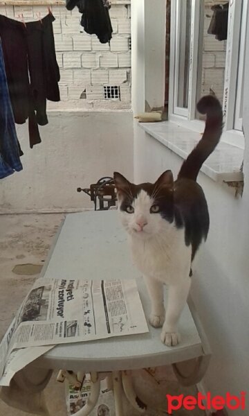 Abyssinian, Kedi  azman fotoğrafı