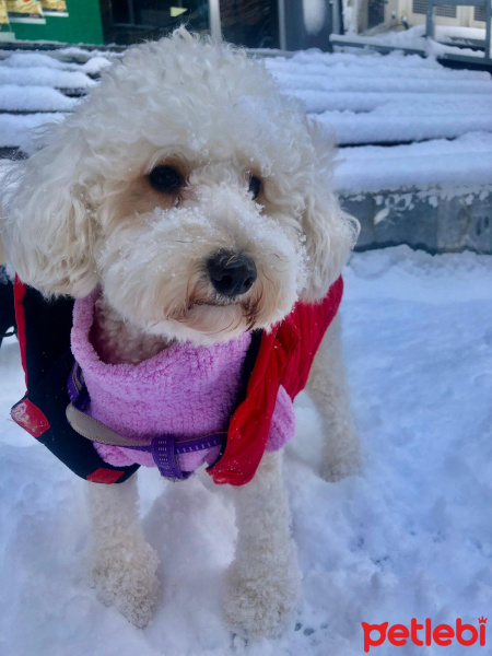 Poodle (Minyatür Kaniş), Köpek  Hera fotoğrafı