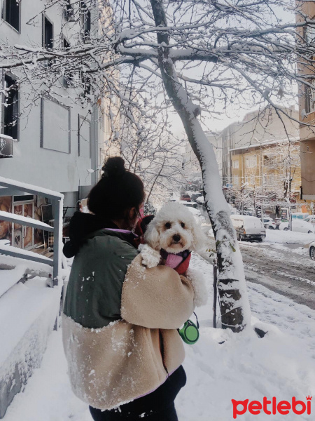 Poodle (Minyatür Kaniş), Köpek  Hera fotoğrafı