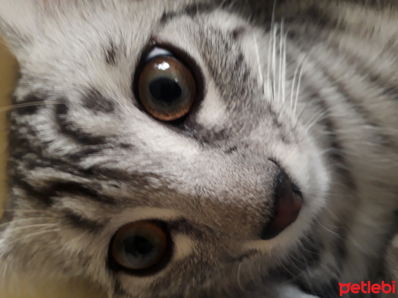 Tekir Kedi, Kedi  Tekir fotoğrafı