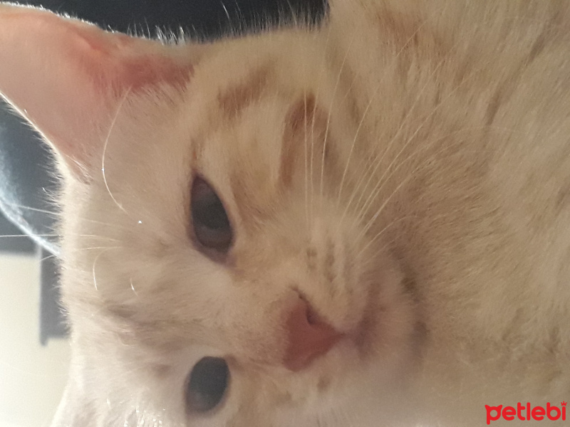 Sarman, Kedi  Havuç fotoğrafı