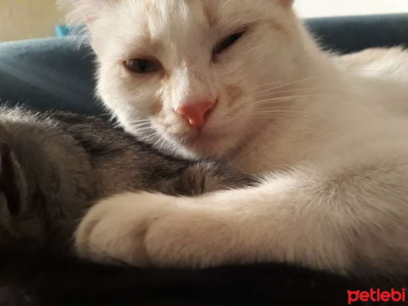 Sarman, Kedi  Güneş fotoğrafı