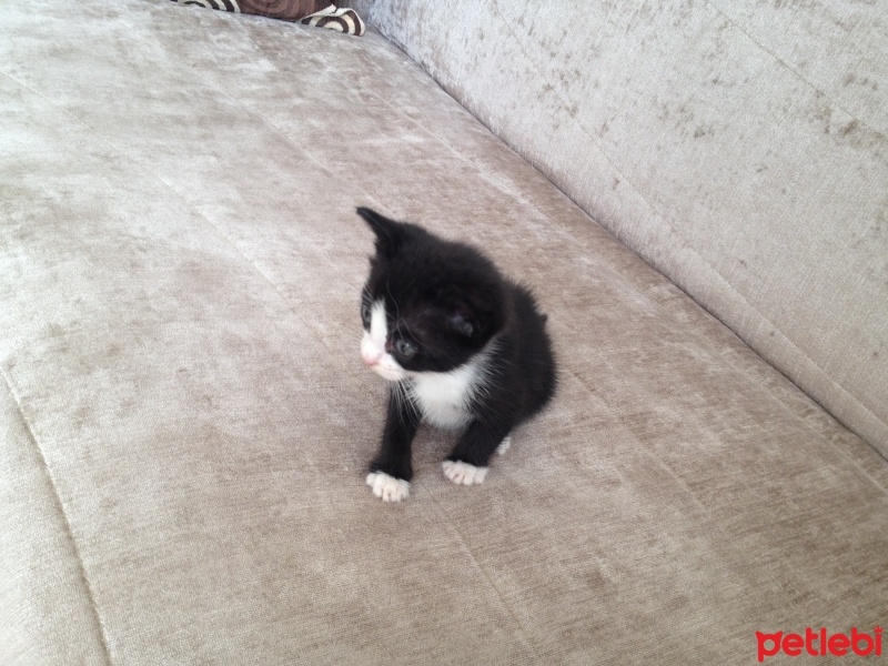 Tekir Kedi, Kedi  Hayriş fotoğrafı