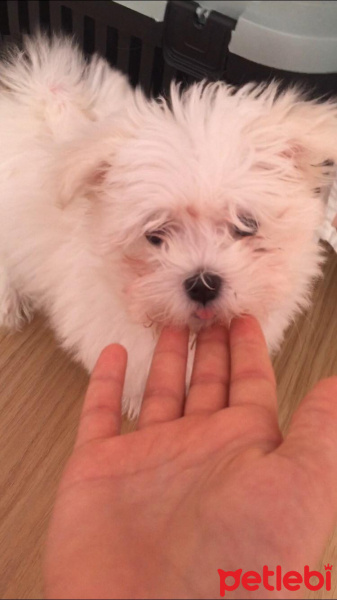 Maltese, Köpek  Lili fotoğrafı
