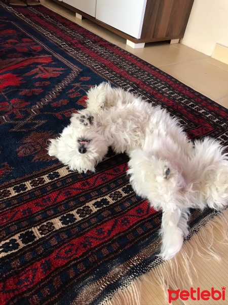 Maltese, Köpek  Lili fotoğrafı