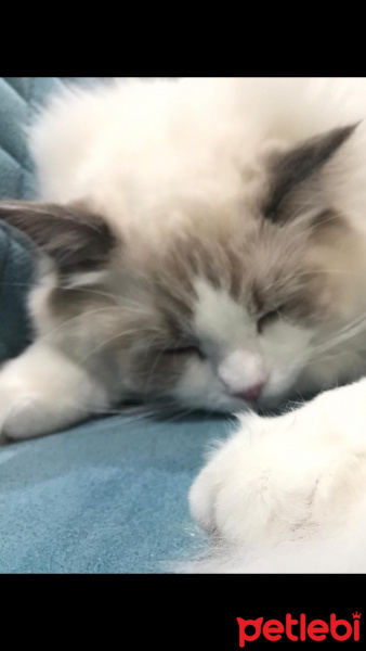 Ragdoll, Kedi  Alex fotoğrafı